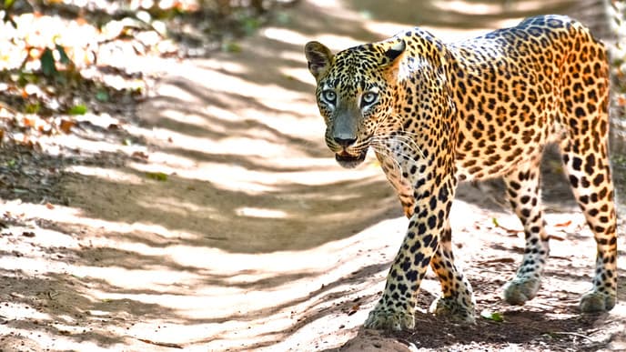 Leopard spotting in Wilpattu National Park