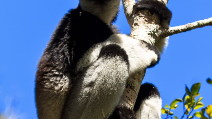 Begegnung mit den Indri-Indri im Andasibe Nationalpark