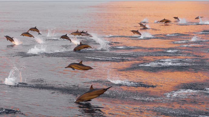 Beach day & sunset dolphin cruise