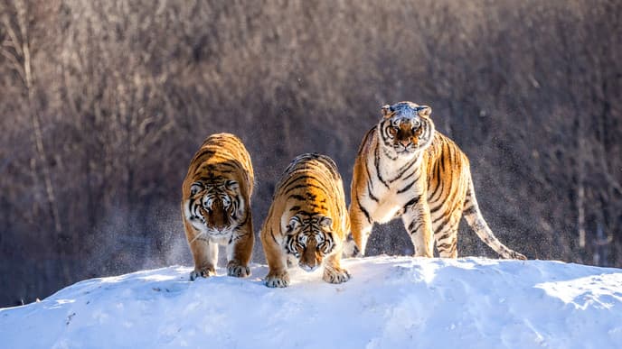 See Siberian Tigers and Masterworks of Ice Art