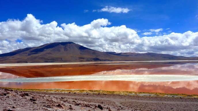 The Flamingos Of Laguna Colorada