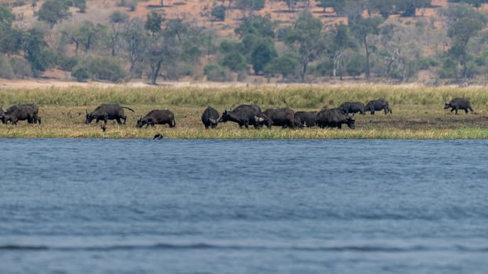 Wandern im Buffalo Nationalpark