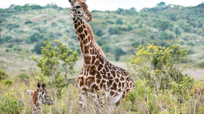 Ihre erste Tiersichtung im Arusha Nationalpark