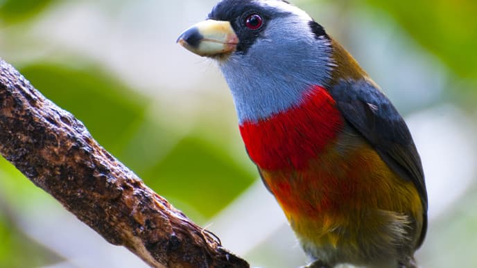 Chocolate-making in the cloud forest