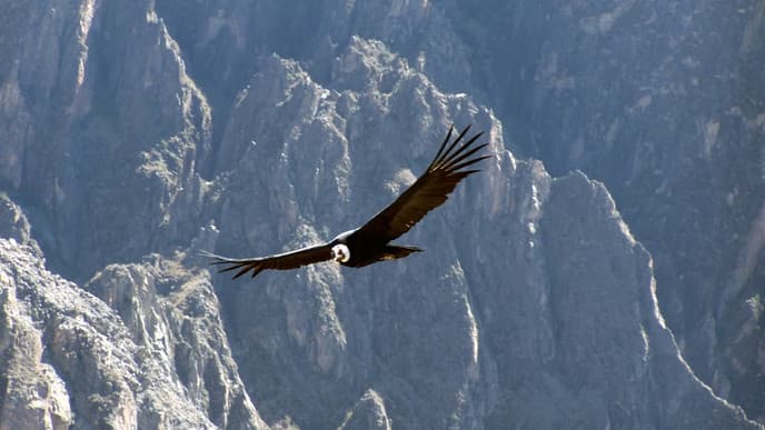 Die majestätischen Kondore des Colca Canyon