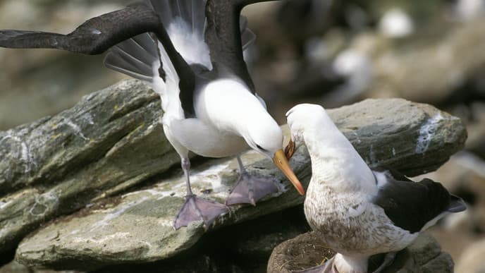 Experience the iconic Drake Passage