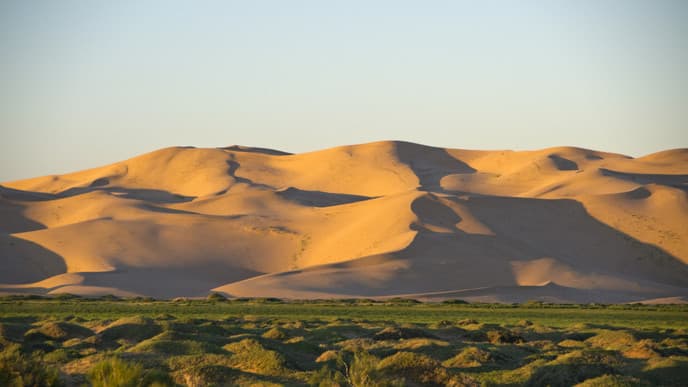Dunes, camels & starry skies