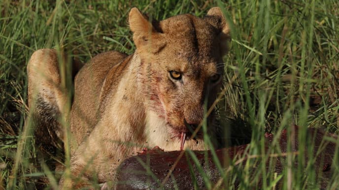 Lokale Köstlichkeiten auf dem Weg nach Gulu