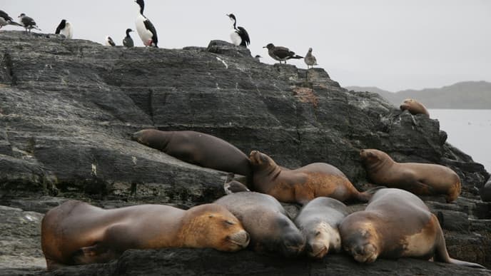Wildlife spotting on the Beagle Channel