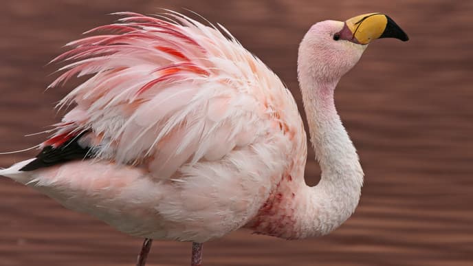 High-altitude lakes & geysers