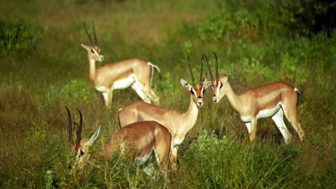 Explore The Animal Kingdom