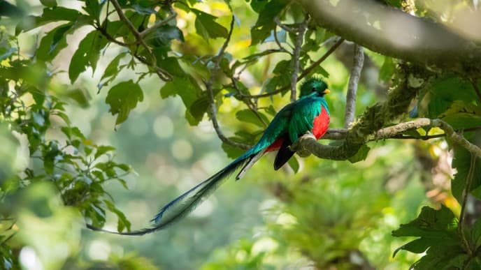 Spot the Beautiful Quetzal