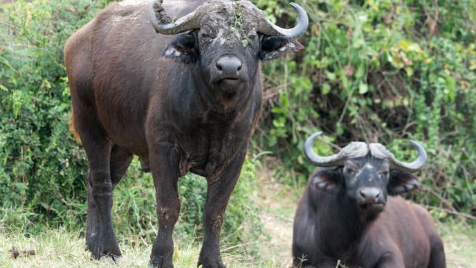 Die baumkletternden Löwen von Ishasha