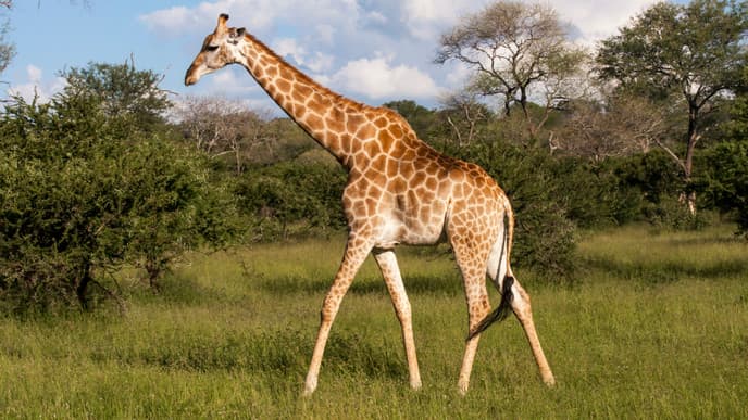 Mopani Rest Camp im Krüger Nationalpark