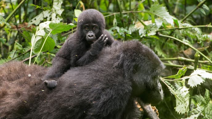 Meet the Endangered Mountain Gorillas of Uganda