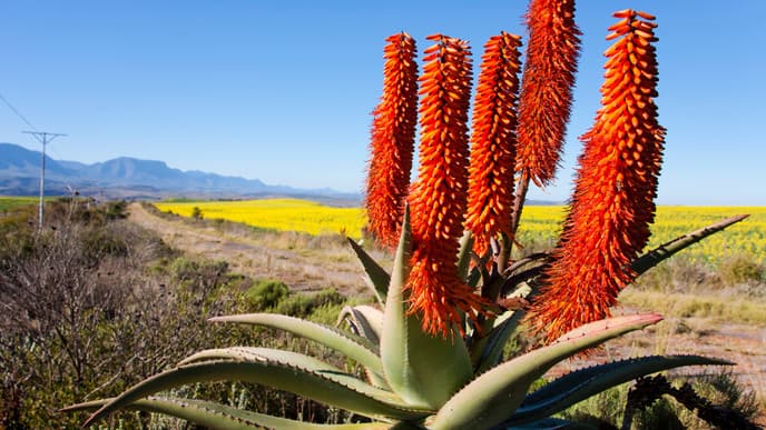 Ein Glässchen Wein?