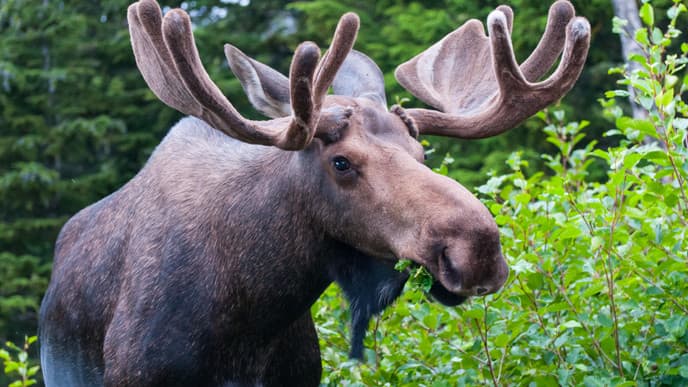 Make Your Way to Magical Lapland and go on a Moose Safari