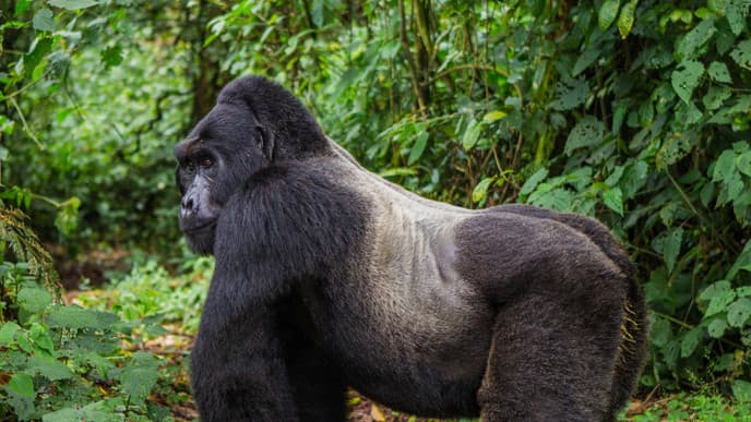 See Gorillas In The Wild