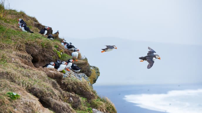 Papageientaucher und Robben in den südlichen Westfjorden