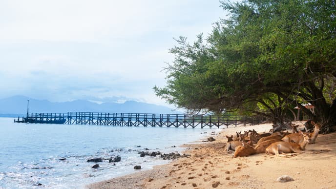 Explore the West Bali National Park