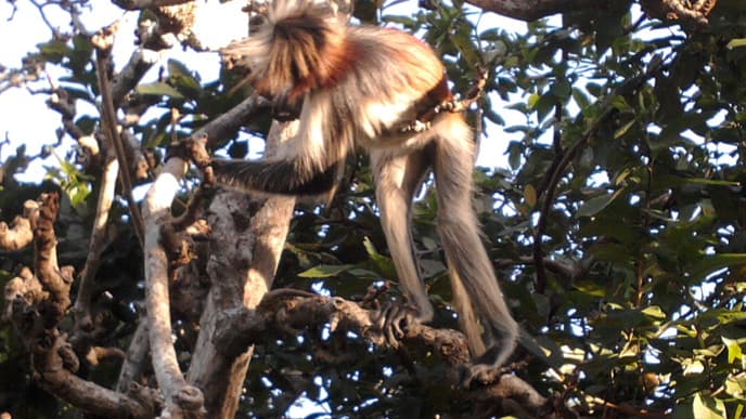 Wanderung zu den Kolobus Affen