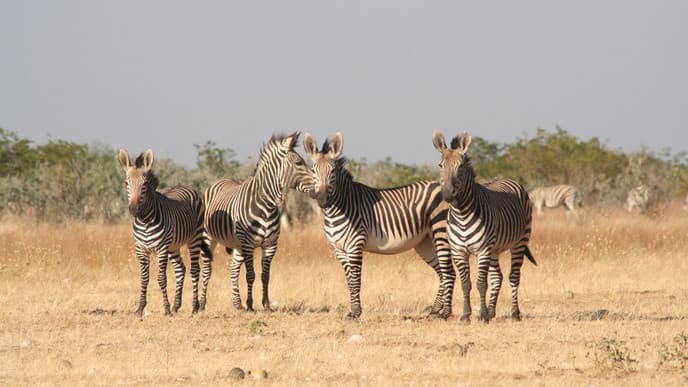 Ab in den Etosha Nationalpark