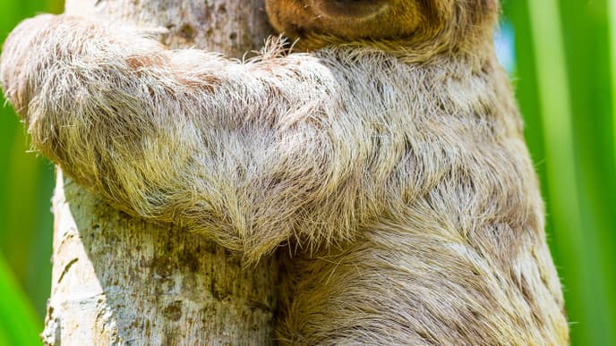 Pirschfahrt und Tierbeobachtung tief im Amazonasbecken