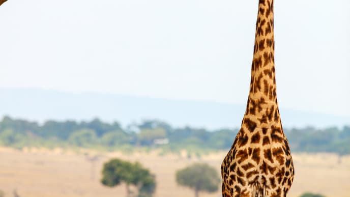 Make Your Way To The Scenic Rift Valley