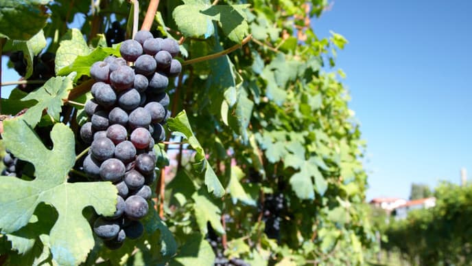 Visit Pollenzo's Wine Bank