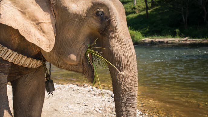 Elephant World Sanctuary Park