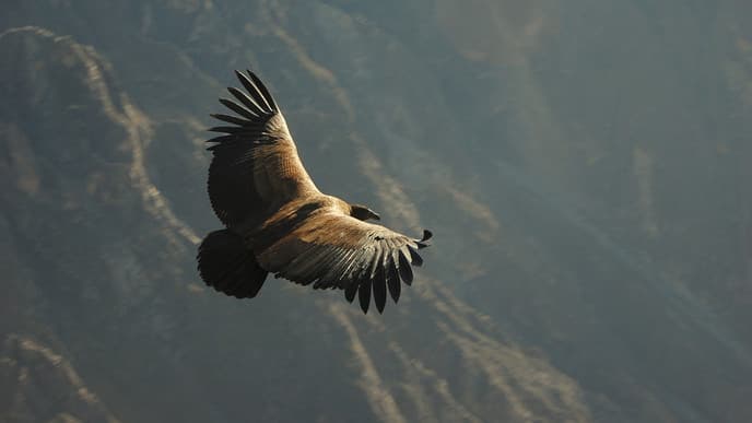 See condors from Chimpa Fortress