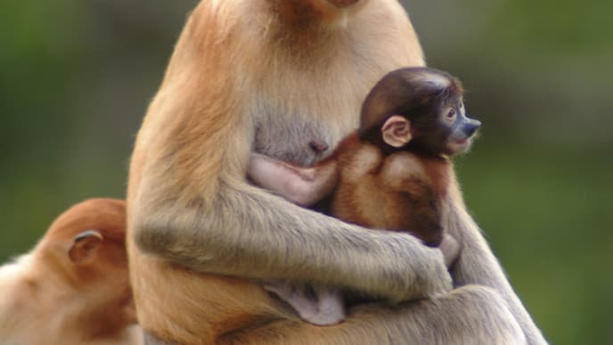 Visit The Sepilok Orangutan Sanctuary 