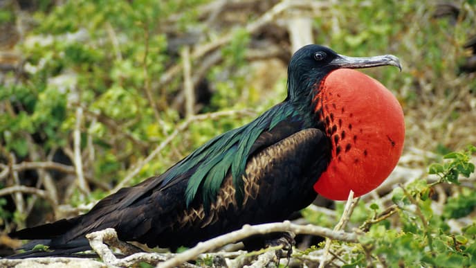 Reise zu den Galapagosinseln