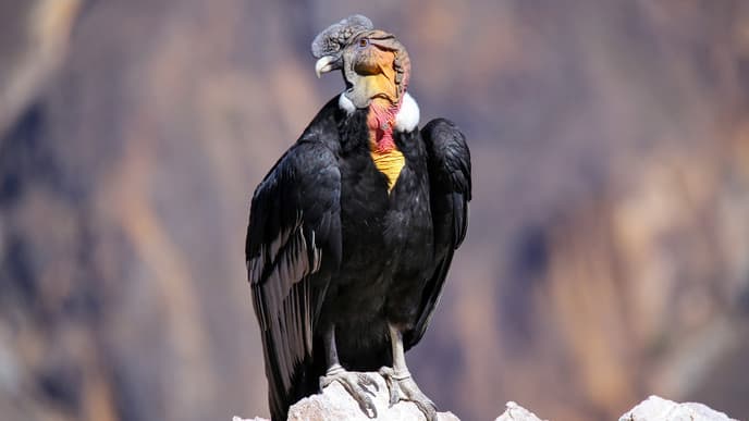 Observe magnificent Andean condors