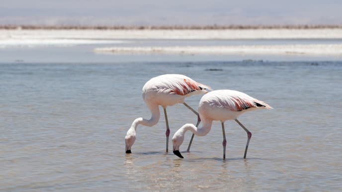Auf Wiedersehen, wunderschöner Norden Chiles!