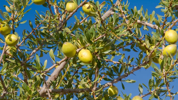 From Casablanca to the Atlantic Ocean