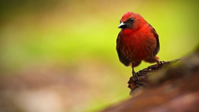Birdwatching in the Maya Mountains