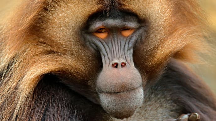 Explore the impressive Simien Massif