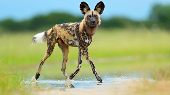 Venture into the Okavango