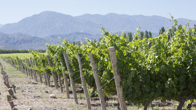 Taste the Flavors of Maipú Valley