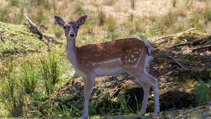Into the heart of Parc Oméga