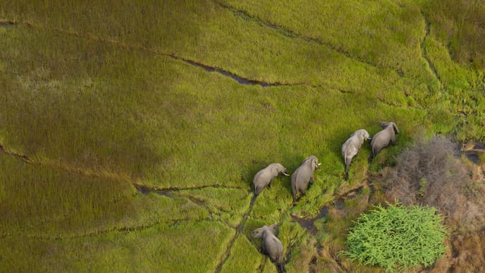 Journey to the Okavango Delta