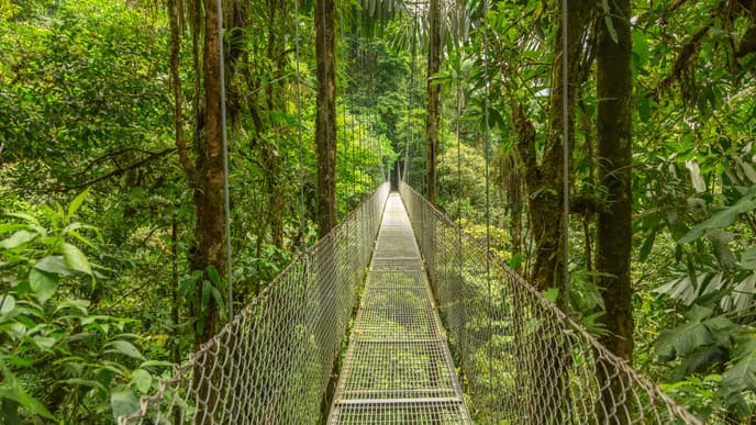 Up in the treetops of Monteverde