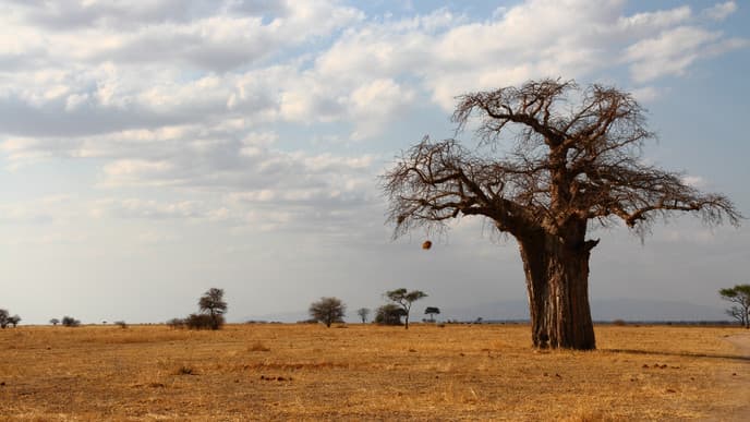 Travel to Tarangire National Park