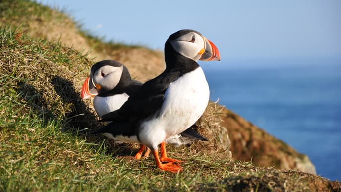 Papageientaucher  an den südlichen Westfjorden