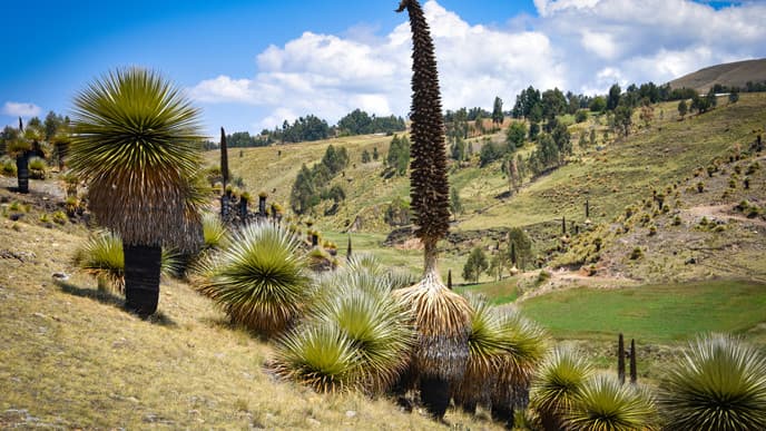 Explore the ruins of Vilcashuamán