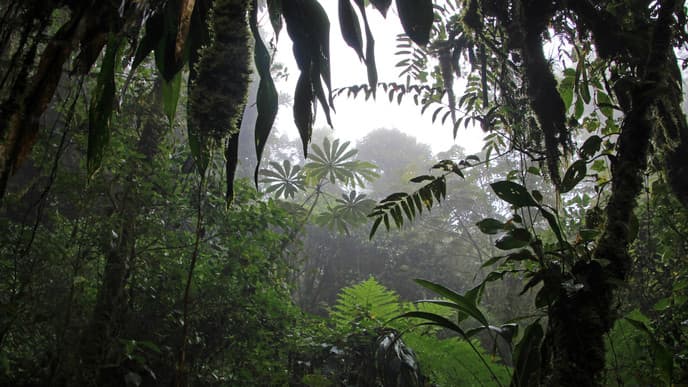 Kochkurs in Santa Elena & Nebelwaldwanderung