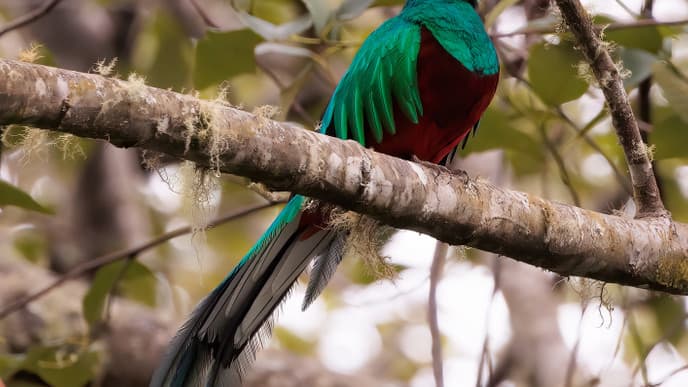 Auf den Spuren des Quetzal in Dota