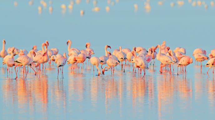 Explore the serene Walvis Bay