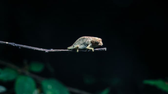 Venture into the rainforest